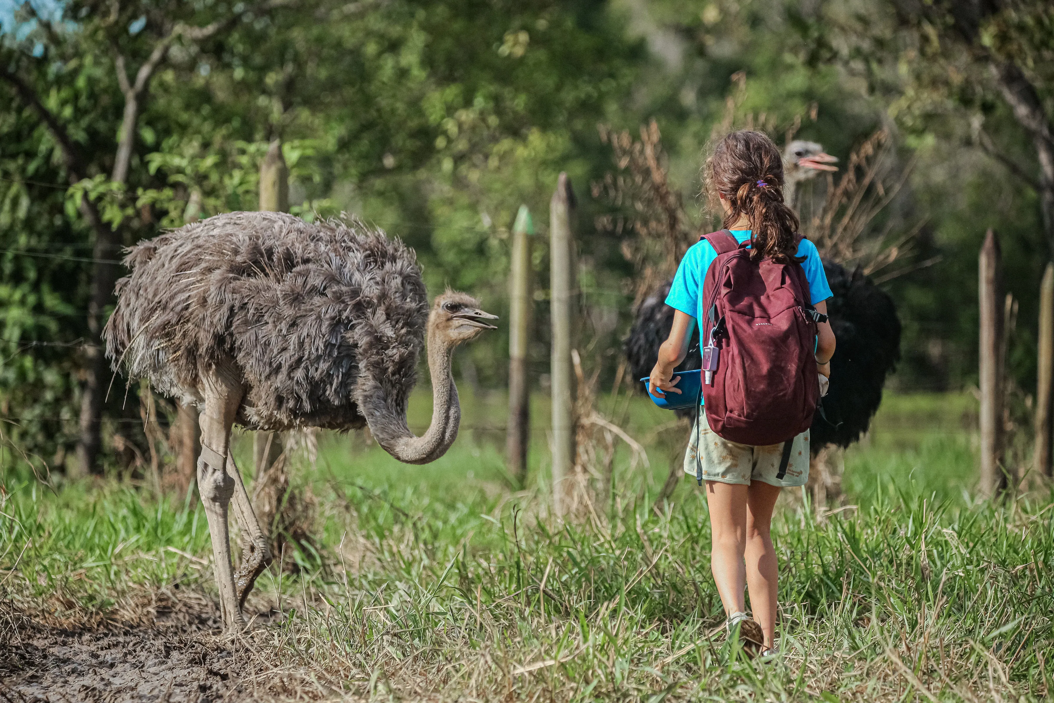 SAFARI-LLANERO.webp